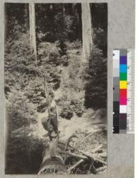 Davis on Forestry Club hike to Lagunitas Canyon in spring of 1920. Note thick reproduction of Douglas Fir and other species in background