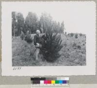 One of the best monterey pines in the Crouch plantation, Monterey County. Stock from EBMUD nursery, Oakland. Planted as 1-0 tree spring of 1949. Ready for sale Christmas 1951 after 3 years in plantation. Sept. 1951. Metcalf