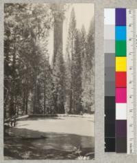 The swimming pool at Whitaker's Forest is placed in a stand of beautiful young Sequoias and incense cedars. The towering Big Tree in the background is over 250 feet in height. Metcalf. 1927