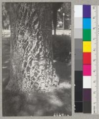 Beautifully ridged cork on a 36" cork oak south of main drive, Napa State Hospital. 1940. Metcalf