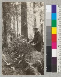 Roots of Sitka spruce forming a fine network in rotting sapwood of log. Arcata City Park, Humboldt County. April, 1925