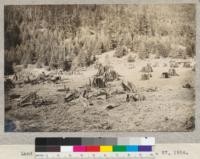 Land clearing for reforestation nursery. February 27, 1924