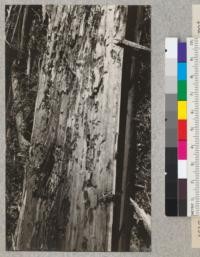 Redwood Utilization Study. Redwood dry rot. A 50" tree split open. E.F. July, 1928