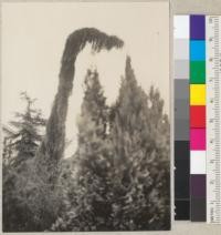 A pendulous variety of Sequoia gigantea, first planted at base of Campanile in about 1918, then in 1928 moved to northwest of California hall. Supported by steel pipe. Trees have now overtopped their supporting pipe and are drooping. Tree looks narrowly columnar but the branches are actually 4-6' long, hanging down limply. See also 5896. Sept. 1935. E.F