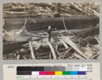 Redwood Utilization Study. The man in the picture, W. W. Chase, stands in the middle of an 18 foot gap which was burned out from a tree felled from the outside into the experimental area. The tree was quite rotten. The picture shows how complete the destruction in the case of rotten logs is. The outer portion of this rotten log could have been salvaged in part, but the fire consumed it