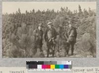 Everett Stanford, Spence D. Turner and M. B. Pratt inspect Olive View Coulter pine plantation, Los Angeles County, and enthuse over growth of the trees. Planted 1919-1920, about 90% catch, now 7-10 feet tall. Was horse cultivated for two years. Best plantation in Southern California