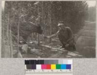 Feeding a bear at side of road among Lodgepole pines. Yellowstone Park. 1923. (Lott)