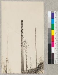 Redwood region. Spar tree 80" in diameter at breast height. and 155 ft. high, showing along trunk. E. Fritz, September 1929