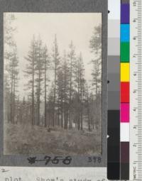 Yield plot. Shows study of west yellow pine, Lassen National Forest