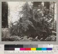 Redwood Region. Windfall #1693 in Garden Club Grove, Humboldt County, California before silt had been removed. 6-7-41. E. F