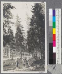 The second forest summer camp crew in Incense Cedar, Jeffrey pine type on Serpentine Rock near Rock Creek. July 1917, Plumas County