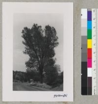 A big digger pine, P. sabiniana, on Highway 20 east of Clear Lake. 49.3 inches diameter at breast height. Metcalf. July 1952