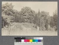 Garden of the Gods. Old swamp at right of 7. Scattered red cedar and ground juniper, maple, beech, a few hickories and butternuts around basin