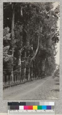 Double row of Blue Gum with inset Monterey cypress on the George Power ranch near Ventura. About the best example of this in California. Trees about 20 years old. Metcalf. September, 1928