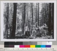 Redwood Region. Union Lumber Company one-acre sample plot by Robert Grundman. Cut August 1953. Big River, Mendocino County, California. 90-100 years old. Fire scar at 1898. E. F. Sept. 2, 1953