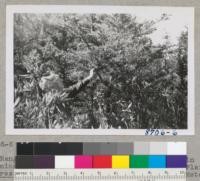 "Ranger Mac" McNeel of University of Wisconsin examines pygmy cypress trees, Mendocino White Plains. Cupressus governiana (pygmaea). August 1951. Metcalf