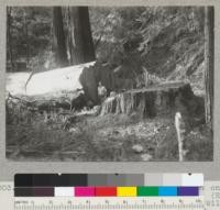 Redwood Region. Tree 120" in diameter on stump outside bark and 432 years old. (E. F. Project #1708). Van Duzen River. Hugh Wilcox in picture. Tree #11. 10-4-41, E.F