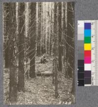 Secondgrowth Redwood Yield Study. South fork of Gualala - plot #4. A 31 year stand of pure redwood - 67 M.B.M. per acre. D. Bruce - Oct. 1922