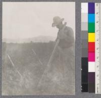 Man riding on the U shaped plant digger used at the California Nursery Company, Niles, California. The two steel handles indicate width of the knife blade which is about 2 ft. to the bottom of the U