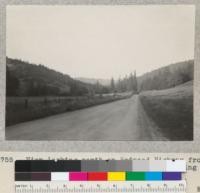 View looking north on Redwood Highway from foot of hill in Holbrook Grove. Showing limbless trees, girdled 40 years + on Swithenbank place. (4.5; 1/25, 6 P.M.) May, 1934. E. F