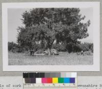 Example of cork oak trees growing along Devonshire Boulevard, Los Angeles. Planted in 1915 now average about 20 inches diameter at breast height. Average weight of bark stripped: 50 pounds, 1941. Marston Kimball