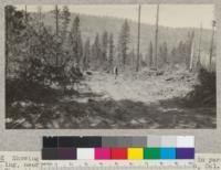 Showing the trails left by caterpillar tractors in yarding, near Camp 8, Clover Valley Lumber Company, Loyalton, California. The ridges are very fine dust; during wet weather this would naturally be mud. Also showing how the brush was thrown to one side to make a way for the "cats." August, 1925