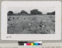 The Nielsen plantation of Douglas firs in the third year after planting, showing some of the trees shaded by shingles placed on the S.W. side. This is on Bonny Doon Ridge in Santa Cruz County and shows 90% survival with removal of weed competition, but no summer irrigation. Sept. 1951. Metcalf