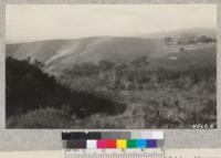 Serious loss of soil fertility through erosion of sloping hillsides cultivated for beans, Santa Barbara County. Sub-soil exposed along the top of this slope. Metcalf. December, 1928