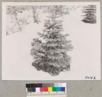 Red fir (A. magnifica), 12-15 years old, at Institute of Forest Genetics. Placerville. March 1952. Grah