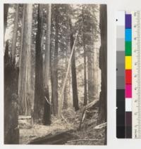 Redwood. Stub of an old killed redwood. Snag is about 60' high. Recently broken off. Upper trunk lies on ground, to left and behind stub. A 100' stub stands in abckground. Upper Bull Creek Flat, south of Flatiron tree. See also #6932. 7-3-41, E.F