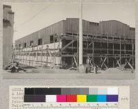 Montgomery Ward Store, Eureka, California. A local standard of construction of "slow burning" buildings in fire district. 2 x 4's set face to-face. Redwood siding being places. Painted before applied to wall. Compare with #4032-4035. 1928 E. F