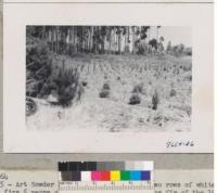 The Nat Crouch place at 1833 San Miguel Road, Watsonville. Monterey pine at left 3 years from planting, white firs in next two rows 5 years, and Douglas firs in background 2 years. July 1952. Metcalf