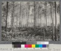 Pine stand near Gien, France after logging by 20th engineers