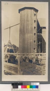 Utilization of Sugar Pine. Views taken of the construction of a sugar pine silo. Tuolumne Lumber Company. Modesto, California. Silo octogon. Round on inside