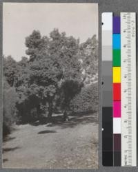 Eucalyptus calophylla, #7. Plot F. Shrub to right is Brazilian pepper (Schinus teredinthefolous). Tree in background is large yate (Eucalyptus cornuta). Jan. 1918