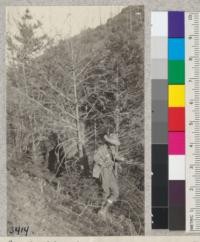 Smith Creek thinning plot showing clump I 8 where eleven sprouts were left when plot was thinned in November, 1922. All sprouts were damaged by fire of September, 1923, and only 5 are now alive. Second generation sprouts since the fire are showin coming up around bases of killed sprouts after 1917 logging. Photo, March 25, 1925