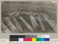 Second Growth Redwood Cutting Experiment, Project #688, Freshwater Creek, Humboldt County, California. Logs skidded to railroad siding awaiting loading. Skidding was by means of horses. See #2439. E. Fritz, June 1923