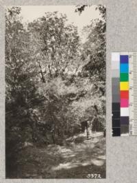 Mixed forest of California black oak, madrone, valley oak, canyon live oak, and Douglas fir on the Peak Farm, Santa Cruz Mts., about 3000 ft. elevation. Property of Mr. George Ellison of Campbell