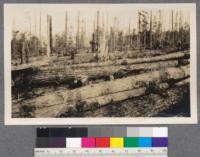 Trees falled and bucked with lines out ready for yarding. Note how thickly the logs cover the ground, their size and length