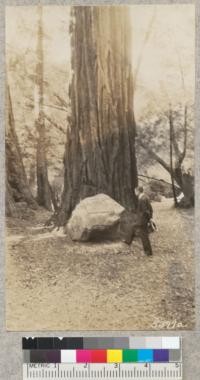 W.R. Hine, Secretary of the Society of American Foresters, at the Gifford Pinchot tree in Muir Woods National Monument. Oct. 1930, Metcalf