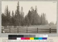 Yellow pine reproduction on the Chinatown Road near Camp Califorest, showing the abrupt change from cultivated to an uncultivated area. The picture shows a few mature yellow pines and a large amount of thrifty reproduction. A few months before the taking of the picture a number of the large veterans were removed. The land shown is owned by George Maureraud McElroys. 1926