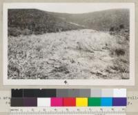 An area of chamise brush rolled down with tractor and roller, ready for burning. Near King City, Monterey County. H. H. Phelps, Forest Ranger. 1930