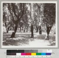 Cork oaks at Chico Grove, planted 1904, Bidwell Park. Photographed in 1941, one year after stripping