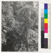 Redwood. An umbrella-topped tree. (To be cut and examined in Lab.) Chamberlain Creek, Caspar Lumber Company, Caspar, California. See also #6996B. 8-14-41, E.F