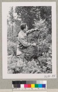 Mr. Fred Peste of the Douglas Fir Christmas Tree Company wields the machete in improving composition and releasing trees. Shelton, Washington. Metcalf. Sept. 1952
