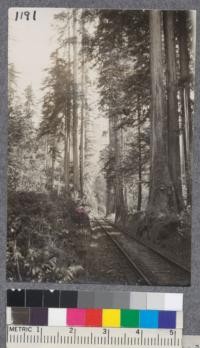 Virgin redwood on Noyo River at Capital Grove Station