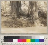 Project #1666. Redwood. Cause of "spike tops." A group of old growth redwoods, whose roots were cut in about 1918 for Redwood Highway. Opposite fountain near Salmon Creek suspension bridge (Blair Grove). Plot #1666. Roots cut are from 6" to 24" in diameter. Tree at left 77", tree at right 82". For tops, see #6722-3. 6-7-40, E.F