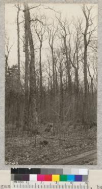 Michigan hardwood timber (maple, beech, birch, elm and some hemlock) along highway north of Fyfe Lake near Mancelona. This stand left after old pine was taken out, is now being cut over for the hardwoods. Even this hardwood land seems to make very poor farms, particularly on steeper areas