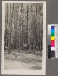 Looking into the grove of Maritime Pine (Pinus pinaster) Plot O. East side Chico station. August, 1916