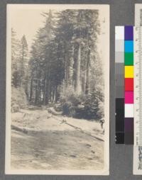 Insect control by White and Friant Lumber Company, near Northfork, Madera County, California. Sugar pine infested with Dendroctonus